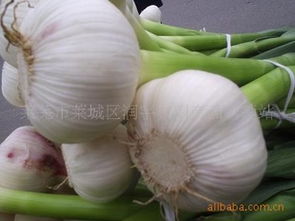 萊蕪市萊城區(qū)潤宇農(nóng)副產(chǎn)品購銷站 連接田間與餐桌的綠色橋梁