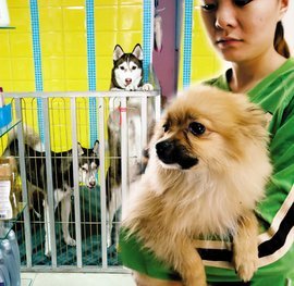 寵物托管服務 為愛寵提供專業(yè)呵護與安全港灣