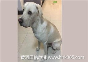 嚴格執行來料檢驗標準，保障寵物托運服務質量與安全