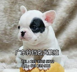 鈴鐺犬舍 專業繁殖法斗幼犬，上門看狗與全面售后保障的安心之選