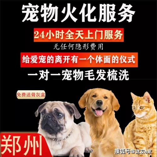 你會為自己的寵物選擇殯葬服務嗎